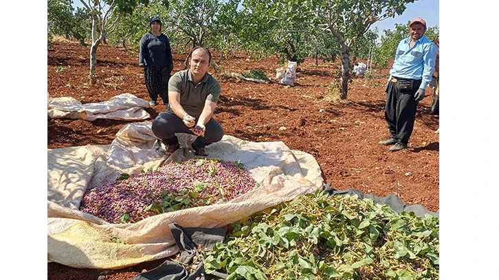 Araban kaymakamı işçilerle birlikte Antep fıstığı hasadına katıldı