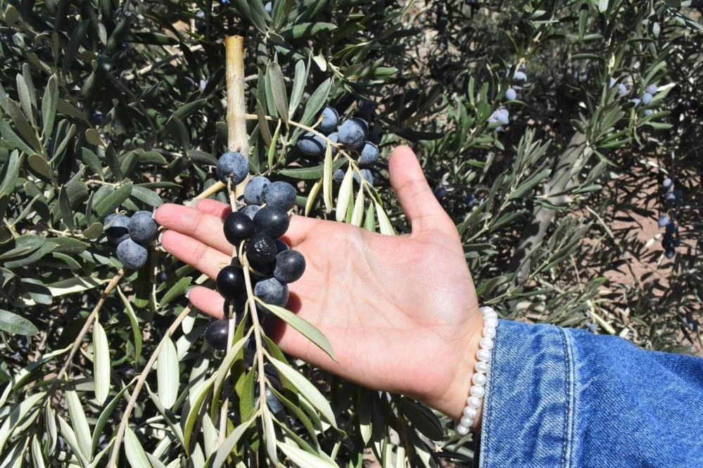 Gaziantep'te zeytin hasadı başladı