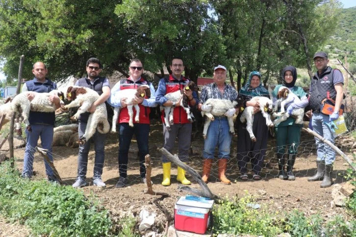 Gaziantep'teki depremzede besiciler devlet desteğiyle üretime devam ediyor