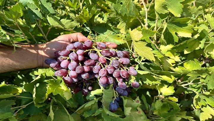 Gaziantep üzüm üretiminde 5. sırada