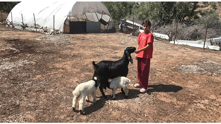 İkiz kuzulara keçi annelik yapıyor