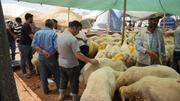 Arefe günü kurban pazarlarında yoğunluk had safhaya çıktı