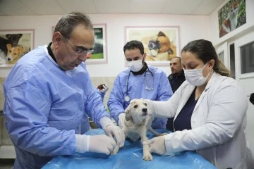 Enkazda sahiplerini kaybeden ‘Afet' isimli köpeğe büyükşehir sahip çıktı