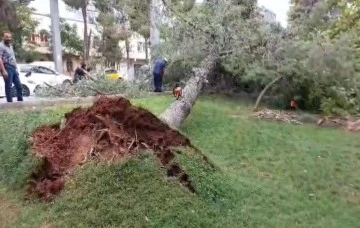 Gaziantep'te şiddetli rüzgar çatıları uçurdu, ağaçları kökünden söktü